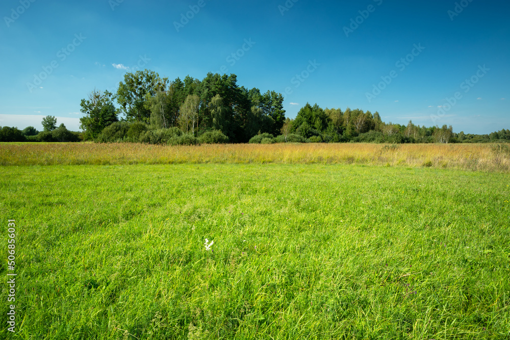 Green meadow in front of the trees and blue sky