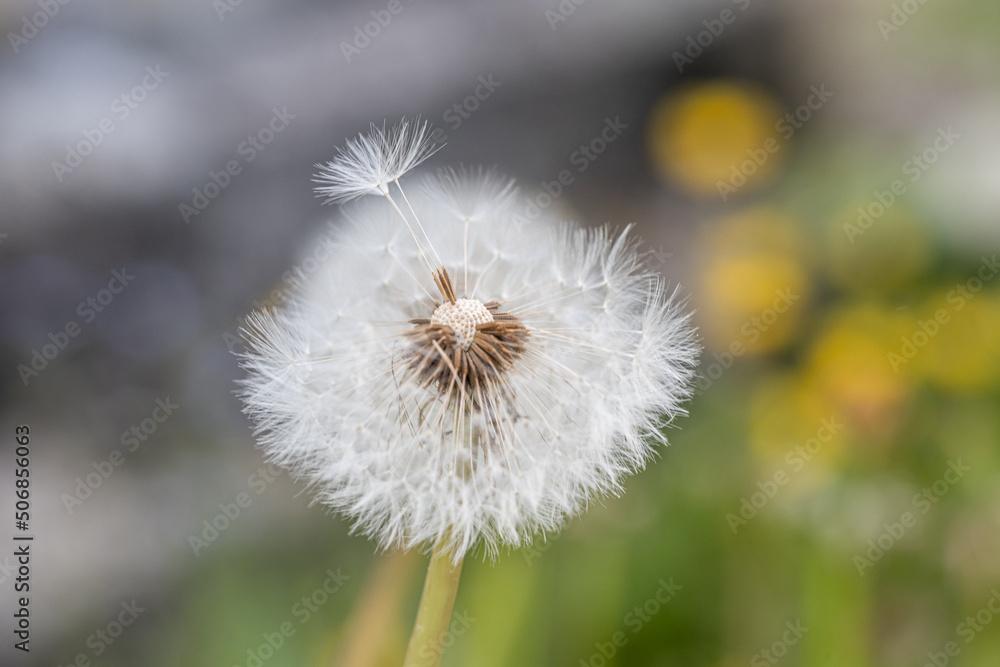 White seeds Dandelion (Taraxacum sect. Ruderalia) Pusteblume macro Detail.