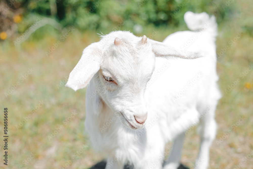 white young goat in sun around green grass