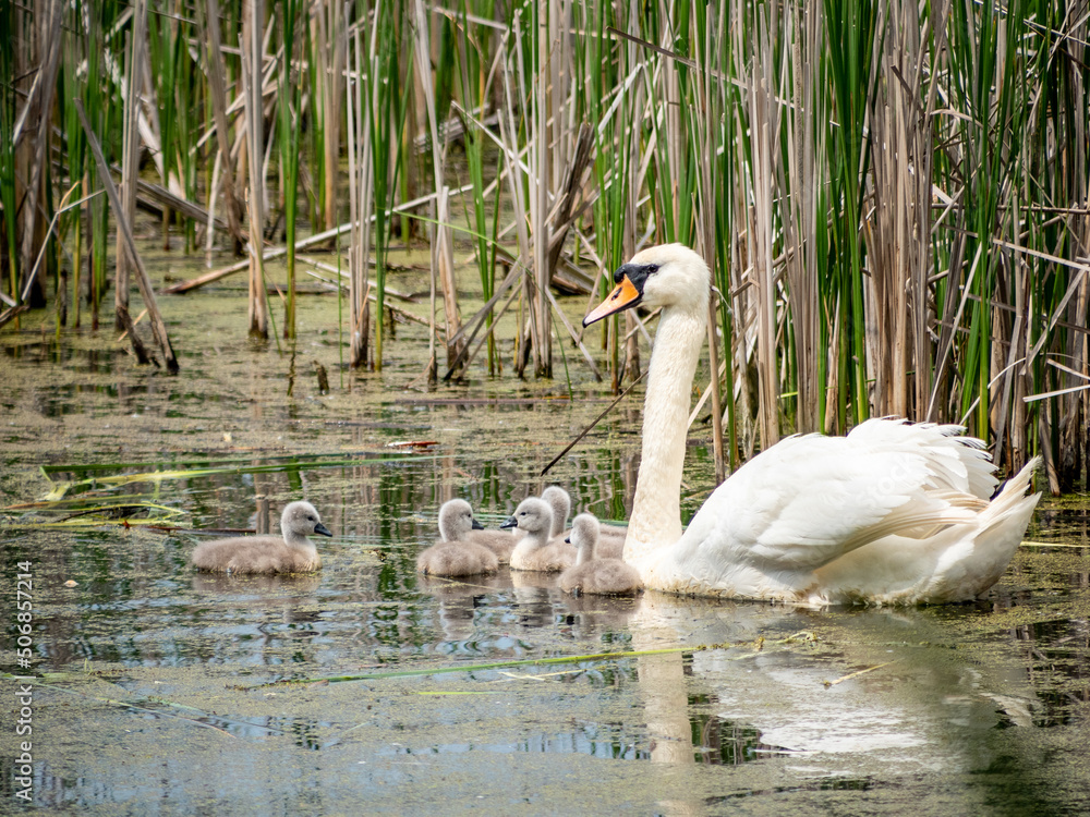 white swan swimming in the lake with newborn chicks white swan swimming in the lake with newborn chicks