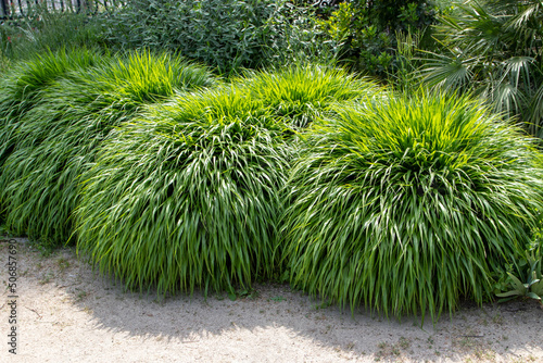 Japanese forest grass or hakonechloa macra clump forming plants photo