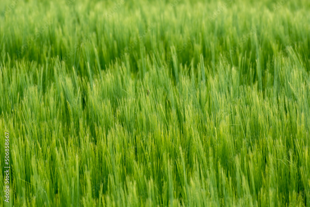 Green dense ears of barley, cereal background