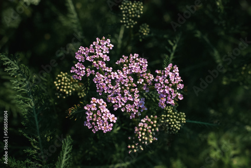 Pink yarrow at night, medicinal herb, milfoil plant blooming in the evening garden photo