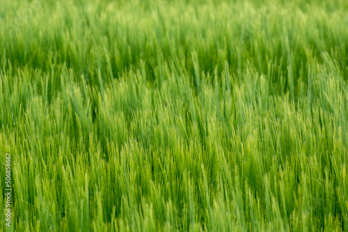 Green dense ears of barley, cereal background
