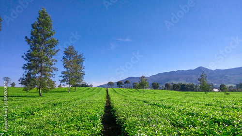 View of a tea plantation in Pangalengan, Indonesia. photo
