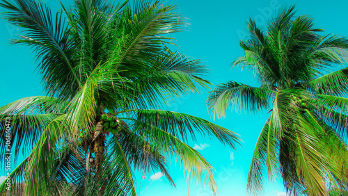 coconut trees coconut tree inthe nutstered dry vegetations blue sky background