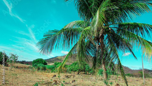 coconut trees coconut tree inthe nutstered dry vegetations blue sky background