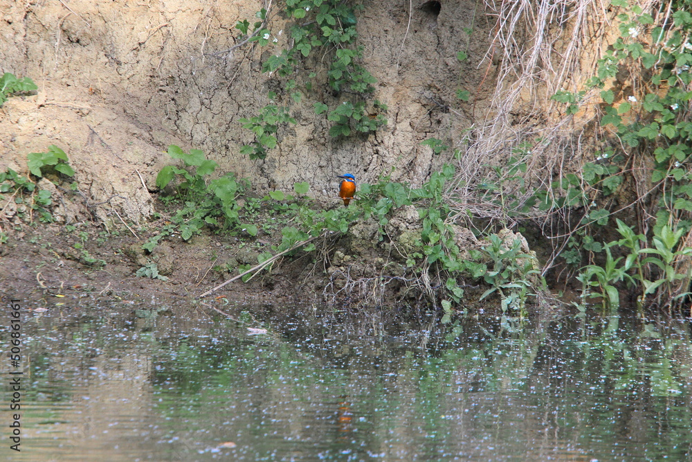Kingfisher on bank of the Thames near Oxford Kingfisher on bank of the Thames near Oxford