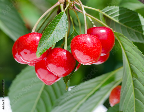 Cherry red berries on a tree branch, close-up.