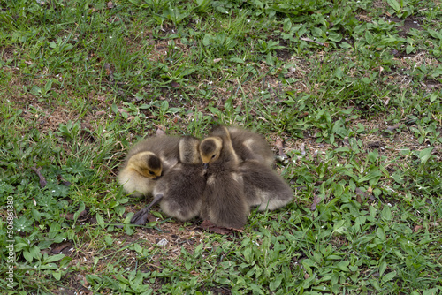 Nestled goose chicks