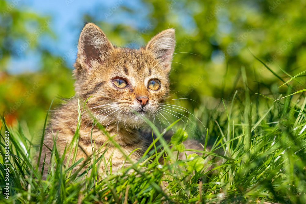 Little striped cat in the garden sitting in the green grass on a sunny day