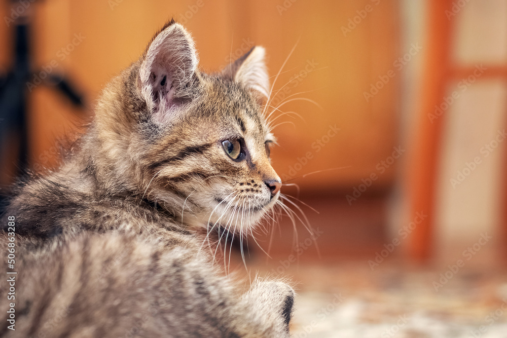 Small striped kitten in the room. Portrait of a kitten in profile