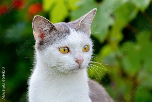 White spotted cat with a close look in the garden on a blurred background. Portrait of a cat
