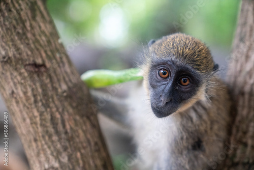 Monkey in Africa