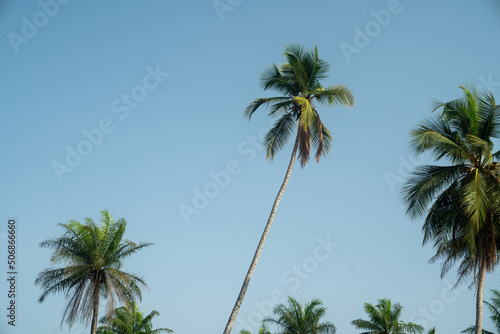 Palm trees in Africa