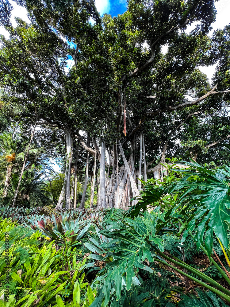 Fototapeta premium Tropical forest with moss, tourist path through the jungle. Rainforest. Canary Islands. Tenerife.