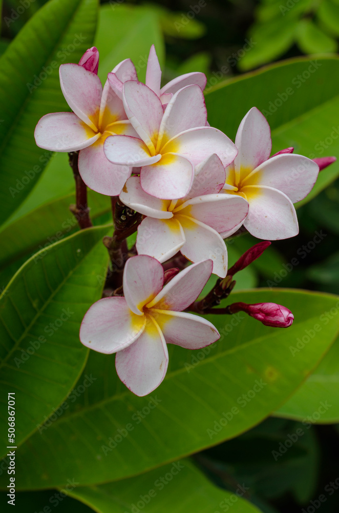 Fototapeta premium Pink and white frangipani flowers are blooming in the morning.