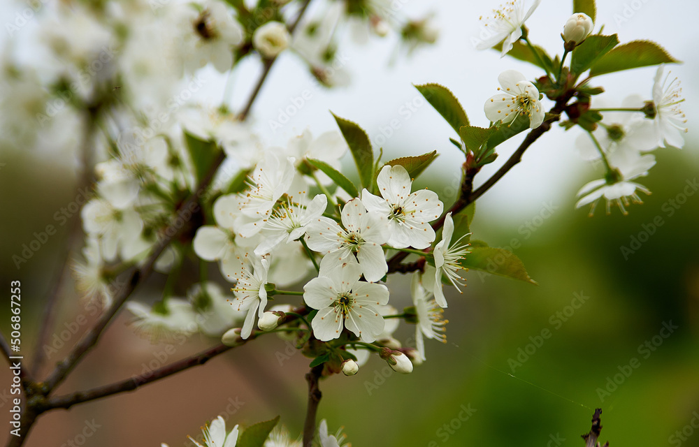 tree blossom tree blossom