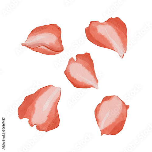 Rose petals watecolor elements isolated on white background