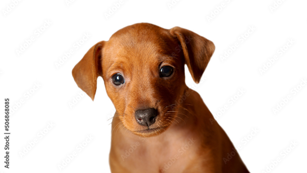 Portrait of a puppy on a white background. Muzzle. A thoroughbred pet. Portrait of a puppy on a white background. Muzzle. A thoroughbred pet.