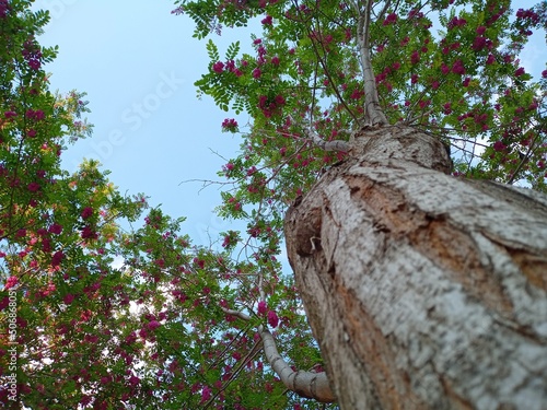 tree in the forest