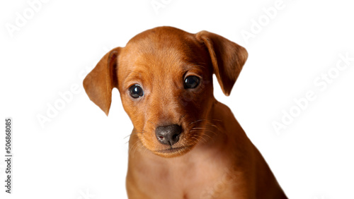 Portrait of a puppy on a white background. Muzzle. A thoroughbred pet.