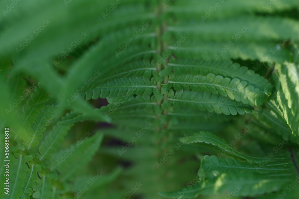 Fern green leaves. Macro photography Fern green leaves. Macro photography