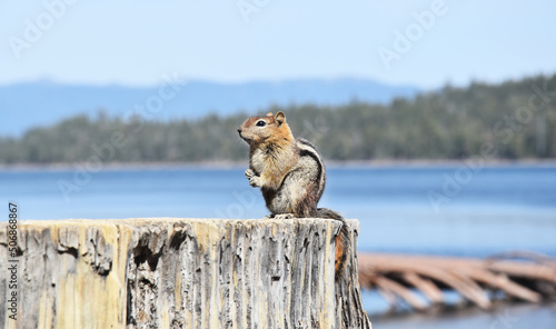 Chipmunk in Lake Tahoe