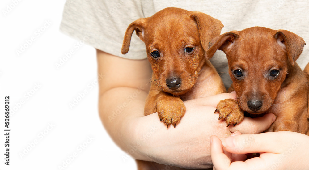 Two brown puppies in the arms of a girl. Isolate. Little dogs. Adorable pets.