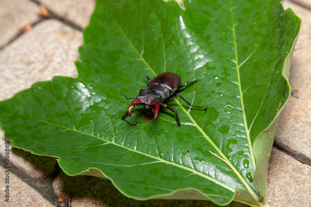 Beetle-deer crawling on green leaf Beetle-deer crawling on green leaf