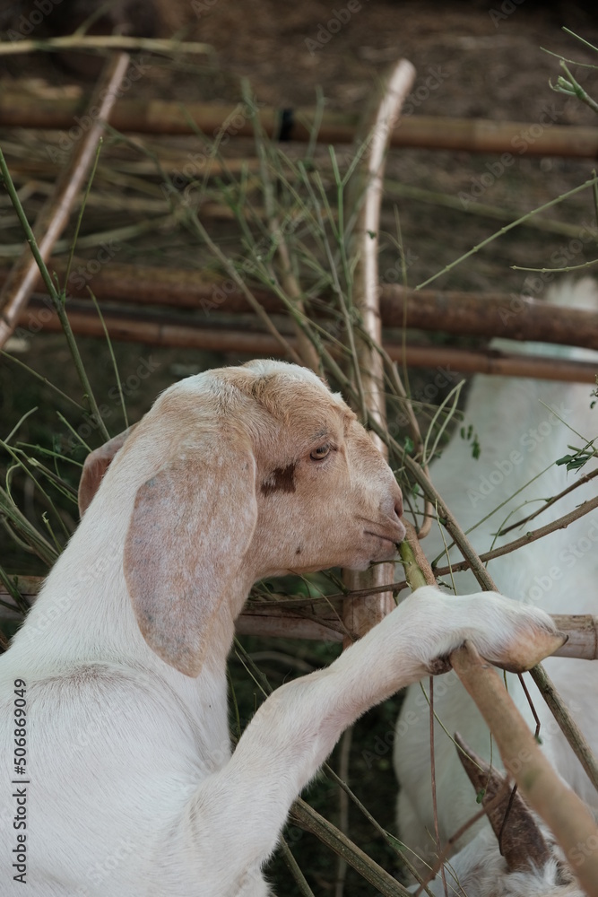 Goats are eating and living together. Goats are eating and living together.