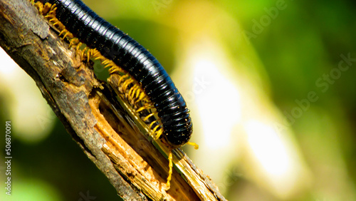 Foto centipede , on branch, green background