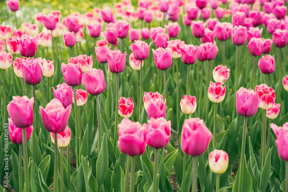 Tulip flowers meadow, selective focus. Spring nature background for web banner and card design. High quality photo