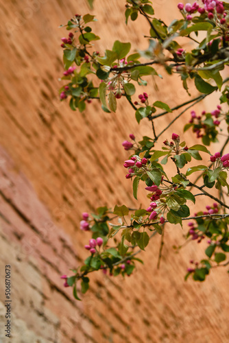 Beautiful pink flowers of apple tree on brick red wall. Selective focus bokeh. Green natural background. Romantic background. Beautiful spring background. Floral branch.