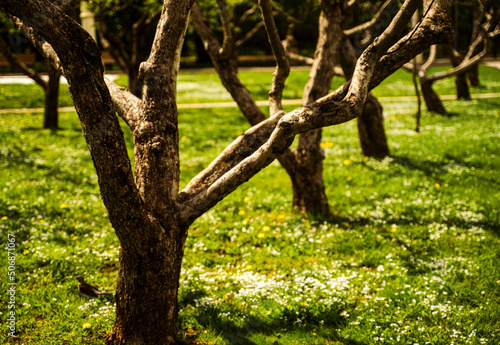 Blossoming apple garden in spring. High quality photo © Andy Shell