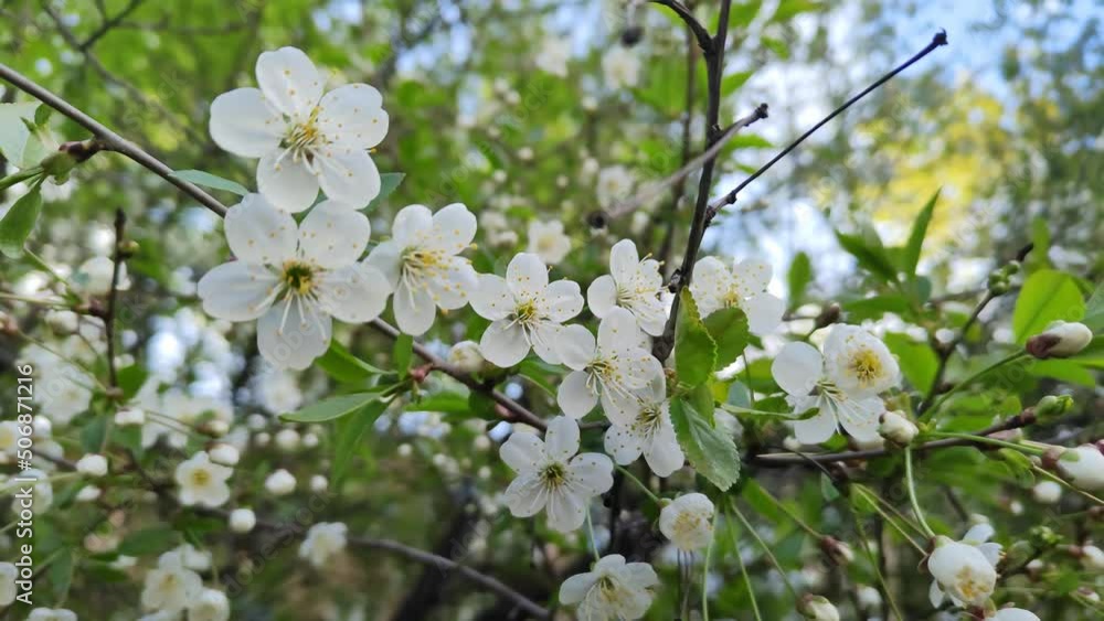 Cherry blossoms close-up. Cherry orchard. A branch of a cherry blossom sways in the wind. The flowering of fruit trees in the city park. Beautiful white flowers on a tree. 4k, footage Cherry blossoms close-up. Cherry orchard. A branch of a cherry blossom sways in the wind. The flowering of fruit trees in the city park. Beautiful white flowers on a tree. 4k, footage
