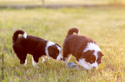 Obraz na płótnie Border Collie