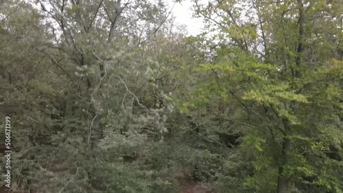 Drone ascent in forest reveals larger forest and mountains in Kaiserslautern Germany photo