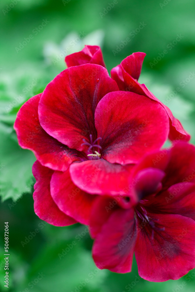 Pelargonium with red flowers close-up. Red garden flower, top view, macro photo Pelargonium with red flowers close-up. Red garden flower, top view, macro photo