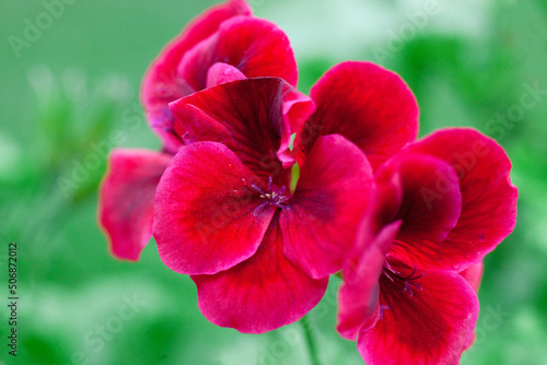 Garden pelargonium. Close-up of red flowers on a green background. Macro photography