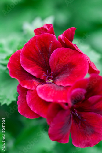 Pelargonium with red flowers close-up. Red garden flower, top view, macro photo