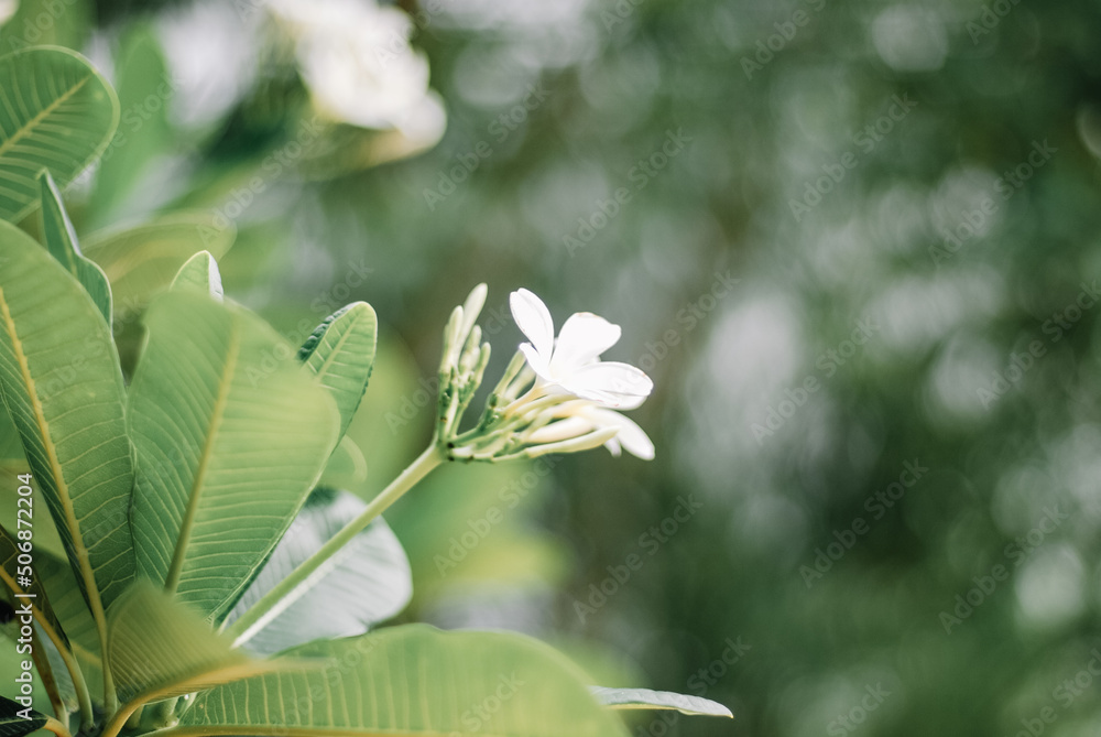 Obraz premium Plumeria white flower
