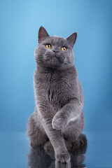 british blue cat on a blue background. cat portrait in photo studio