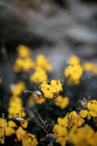 yellow flowers on the ground