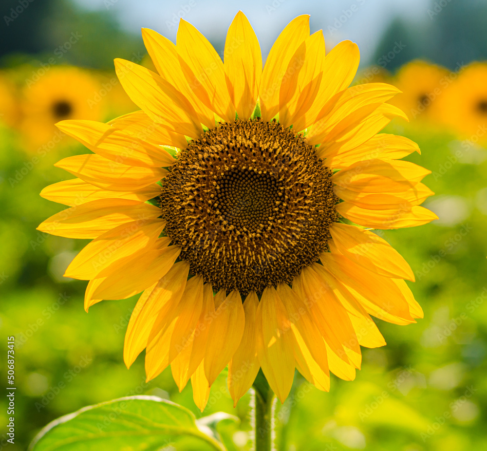 Sunflower on the field close-up. Argroculture Sunflower on the field close-up. Argroculture