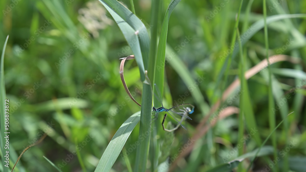 Fototapeta premium flower, kwiat, Sommer, lato , colori, macro, natura, łąka