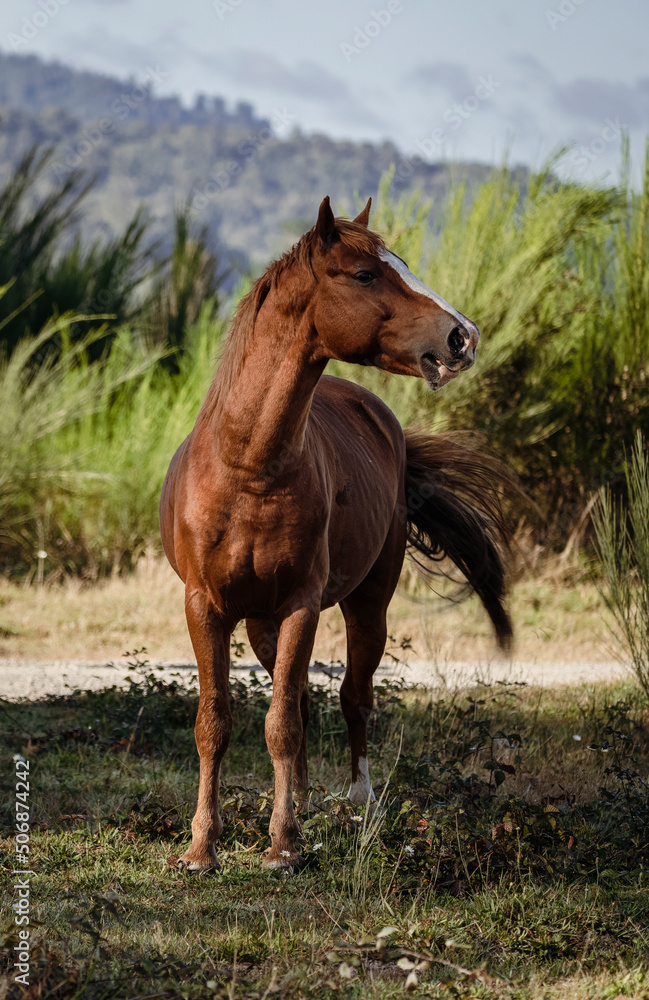 Brown horse on rural area. Vertical photography Brown horse on rural area. Vertical photography