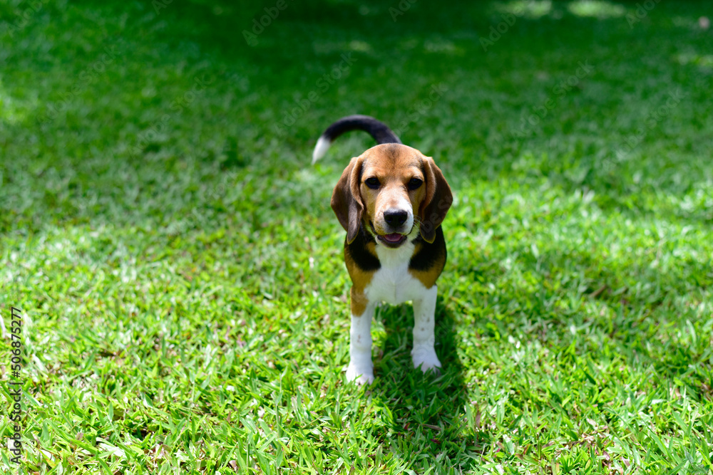 The beagle stands in the grass. Breed dog portrait. Happy Dog on the walk in the park. healthy dog concept