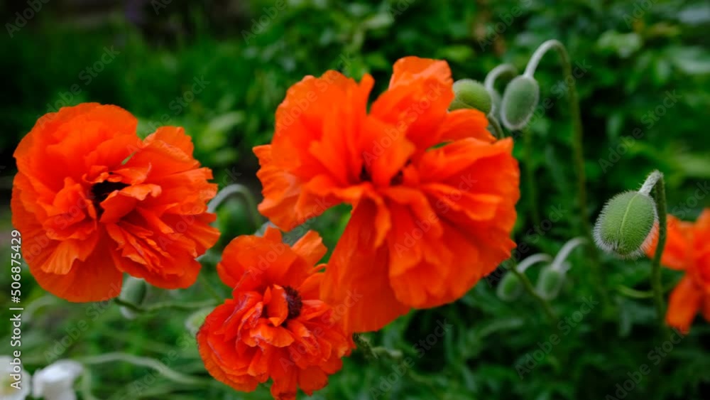 bright beautiful orange poppy flowers blooming in the garden on a sunny day with green blured background. bright beautiful orange poppy flowers blooming in the garden on a sunny day with green blured background.