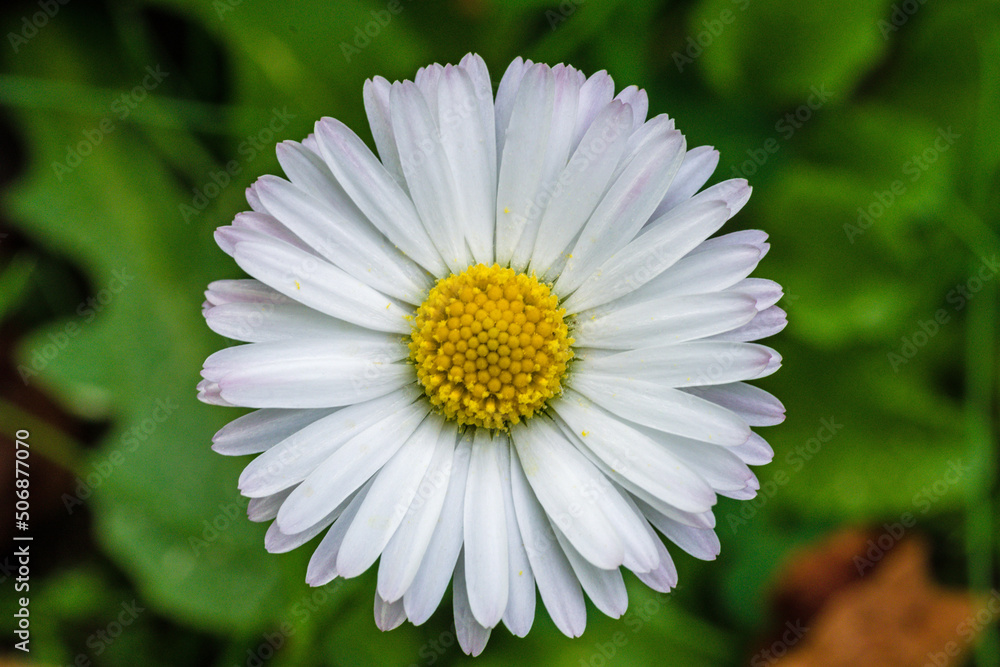 Fototapeta premium white daisy flower in full bloom growing in grass on a sunny day